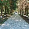 фото Дорожки в парку
